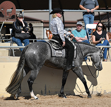 Snap It Send It Named NSBA 2020 Horse of the Year